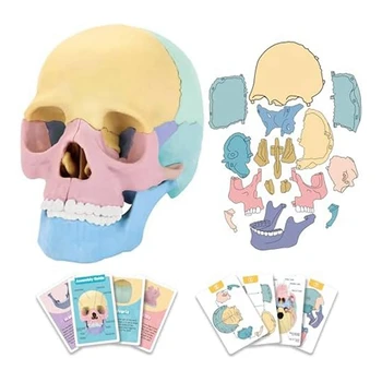 1Set Anatomia Craniului Model Uman Anatomia Craniului Puzzle Detasabila Mini Craniu Uman Model Clinica de Predare