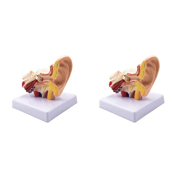2 Buc De 1,5 X Urechea Umană Anatomie Model - Profesionist Desktop Urechea Internă Structura Model De Simulare Pentru Educație