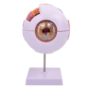 Asamblate 3x 6x Mărire Anatomice Ochiul Uman Modelul Structurii Corneei, Sclerei Iris Iris si Corpul Vitros Predare Instrumente