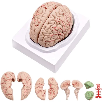 Creierul uman,Viața Dimensiunea Creierului Uman Anatomie Model cu Display de Bază, pentru Știință Clasă de Studiu și de Predare a Afișa B