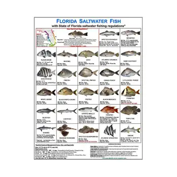 Florida Pește De Apă Sărată Card De Fotografii Color Apele Floridei Reguli Florida Pește De Apă Sărată Card De Identificare Pentru Plaja Doc Bărci