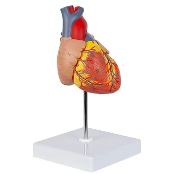 Inima Model 2-Partea Deluxe Viața Dimensiunea Inima Omului Replica Cu 34 De Structuri Anatomice, Include Montat De Afișare De Bază