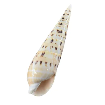 Mare Marlin Spike Scoici Terebra Maculata Shell Beach Decor Scoici Naturale pentru Rezervor de Pește, Decoratiuni,Decor Nunta