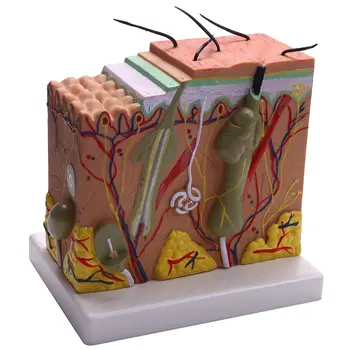 Model de piele, 50X Pielii și a Părului Structura Mări Model Anatomice Model de Anatomie pentru Știință Clasă de Studiu a Afișa Modul de Predare