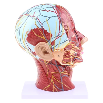 Omului Anatomice Jumătate pentru Cap Fata de Anatomie Medicale Gât Mediană a Secțiunii St Dropship