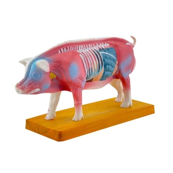 Porc Anatomie Model pentru Acupunctura si Moxibustion de Predare Prop, Anatomia Animalelor