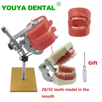 Simplu Model De Cap Dentare Simulator Phantom Cu 28/32 Înlocuire A Dinților Typodont Dentist Practică Pedagogică Stomatologie Echipamente